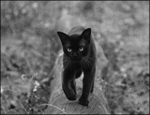 BW_cat_in_forest_by_cougarLV