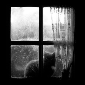 Cat_at_the_window_by_Seb_z