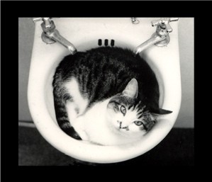 Cat_In_Sink
