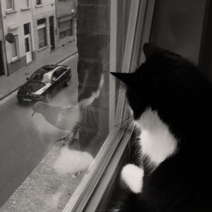 Curiosity_Killed_The_Cat_by_Wodanislav