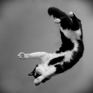 my_flying_cat_2_by_o_a_c