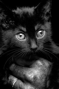 my_little_black_kitten_by_wunshen-d1gm8wp